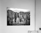 black and white africa animals wilderness  Acrylic Print
