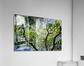 Puissance Acrylic Print