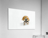 Coccinelle asiatique Acrylic Print