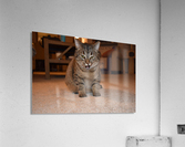 Curious Chloe Acrylic Print