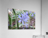 IMG_8643 Acrylic Print