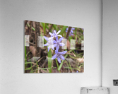 IMG_8656 Acrylic Print