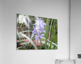 IMG_8668  Acrylic Print