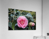 Pink Acrylic Print