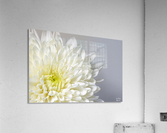 White Mum Flower Acrylic Print