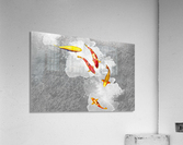 GoldFish Acrylic Print