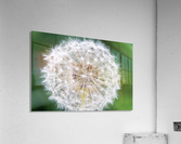 Dandylion Acrylic Print
