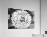 Dandylion black and White Acrylic Print