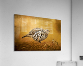 Female Ruffed Grouse Acrylic Print