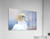 Northern Gannet Acrylic Print