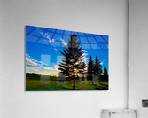 TREE AT SUNSET Acrylic Print