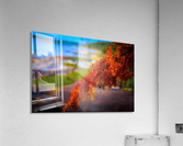 FALL RED MAPLE Acrylic Print