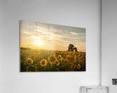 facing the sun  Acrylic Print