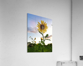 Crenshaw Park Acrylic Print