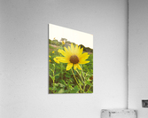 Crenshaw Park Acrylic Print