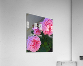 Pink Acrylic Print