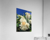 White Flowers  Acrylic Print