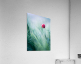 Lost in Paradise ... Acrylic Print