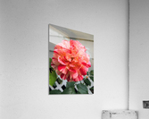 Bloom  Acrylic Print