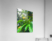 Peach  Acrylic Print
