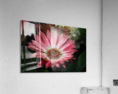 Pink Flower Acrylic Print