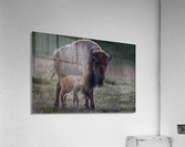_49R0234 2 Acrylic Print