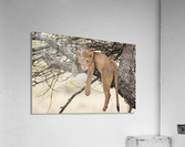 164A0128 Acrylic Print