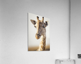 164A0098 Acrylic Print