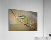 164A1450 Modifier Acrylic Print