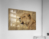 164A1810 Acrylic Print