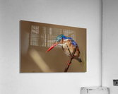 164A1043 Acrylic Print