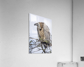 Vulture Acrylic Print