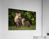 Motherly Love- 2 Acrylic Print