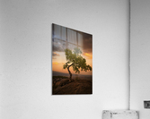 Tree of Life Acrylic Print