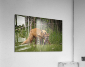 Motherly Love Acrylic Print