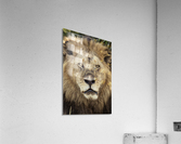 The Lion King Acrylic Print