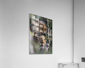 Eyes of the Leopard - color Acrylic Print