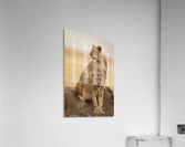 Queens Acrylic Print