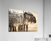 Line-up Acrylic Print