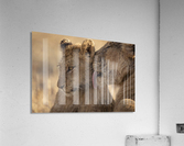 Tenderness - color Acrylic Print