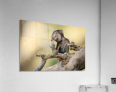 Little Thinker Acrylic Print