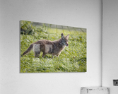 Coyote Pretty Acrylic Print