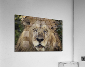A Kings Portrait - color Acrylic Print