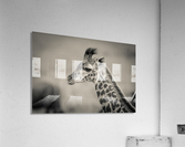 Girafe Calve Acrylic Print