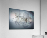 Ephemeral Beauty  Acrylic Print