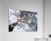 Winter tree lines  Acrylic Print