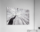 A view of the tree crown  Impression acrylique