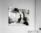 Bird17 Acrylic Print