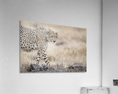 Cheetah Bro Acrylic Print