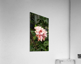 hibiscus Acrylic Print